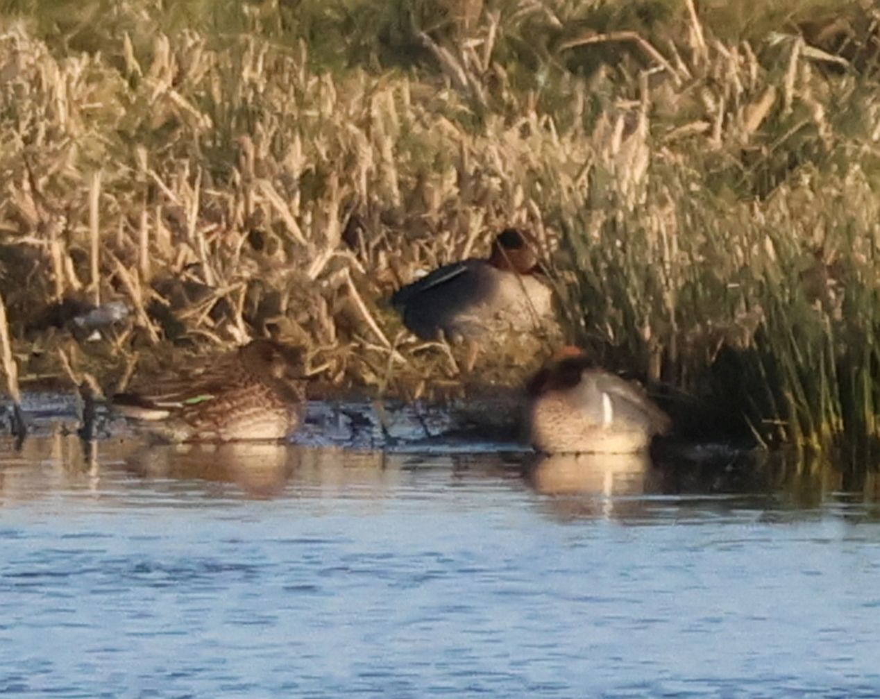 Green-winged Teal