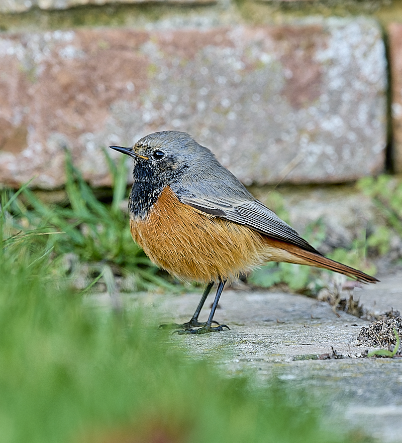 Eastern Black Redstart
