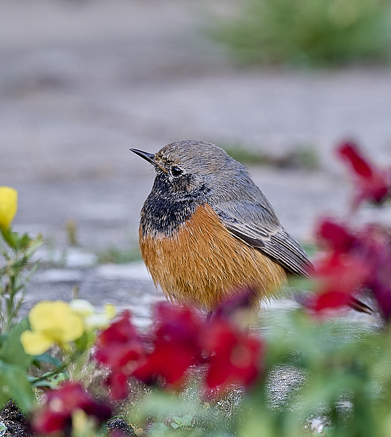 Eastern Black Redstart