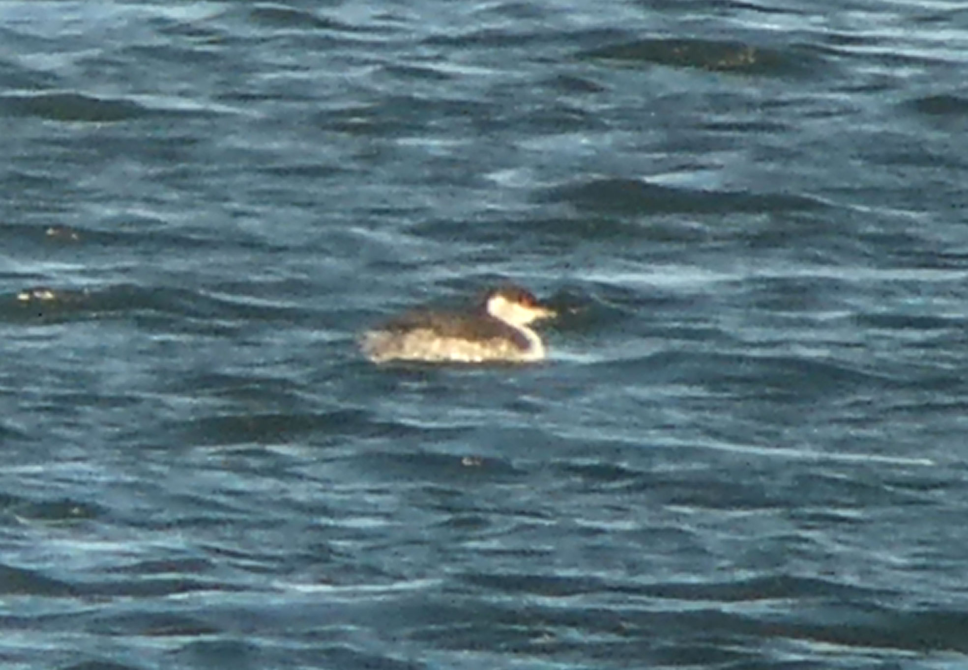Slavonian Grebe