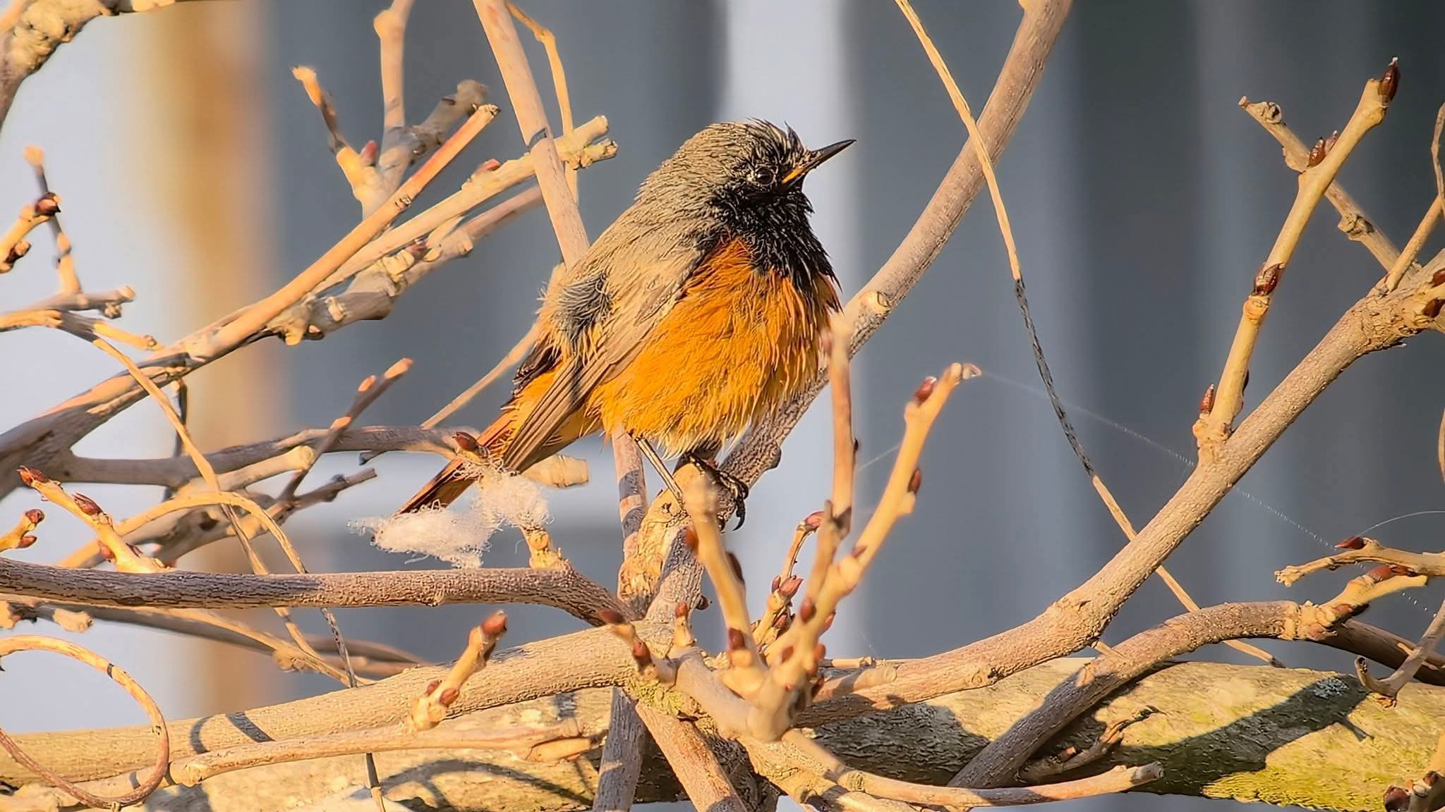 Eastern Black Redstart 