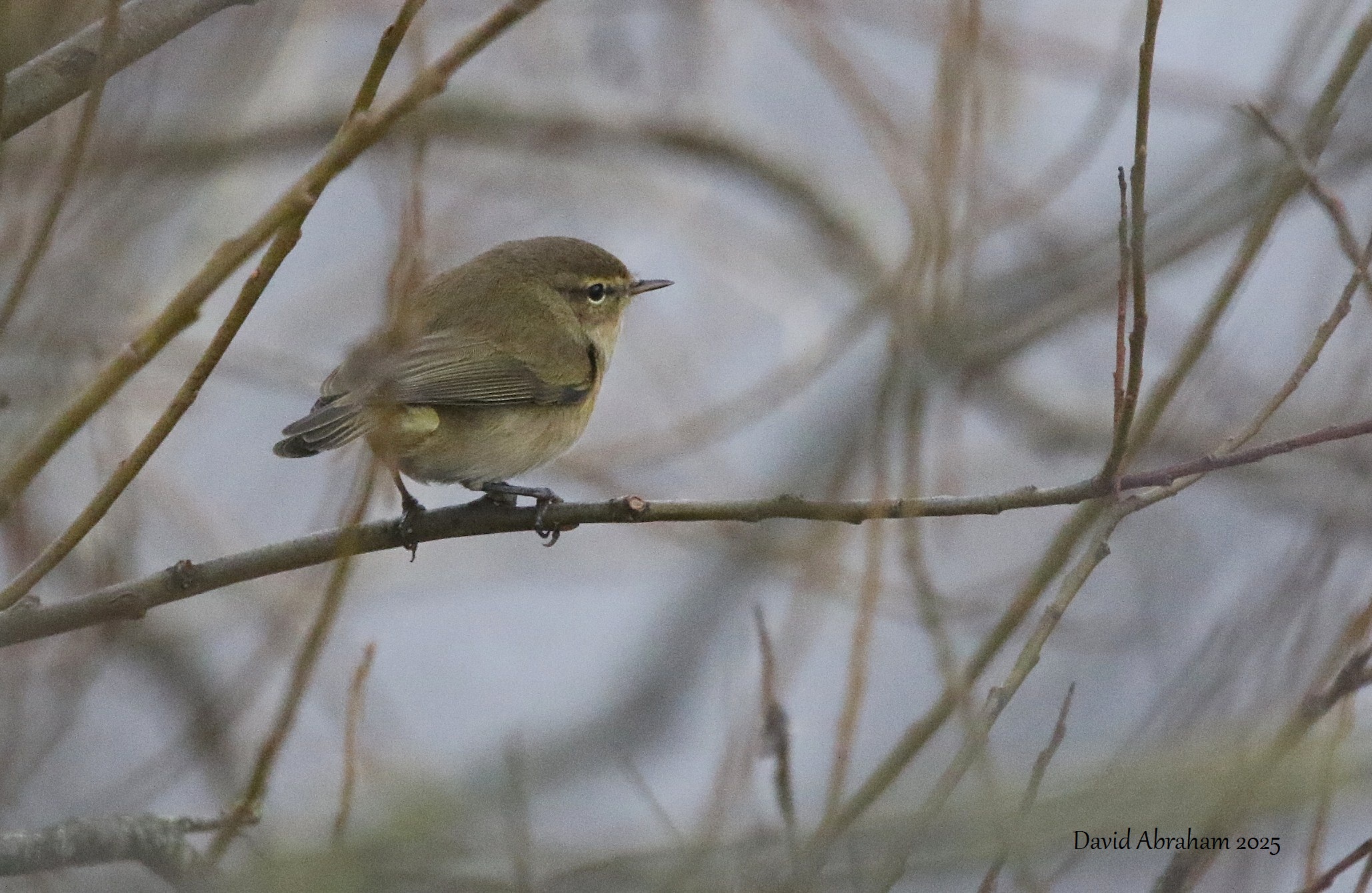 Chiffchaff 