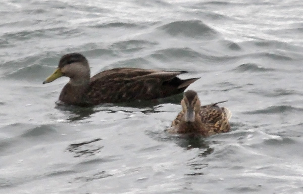 Black Duck