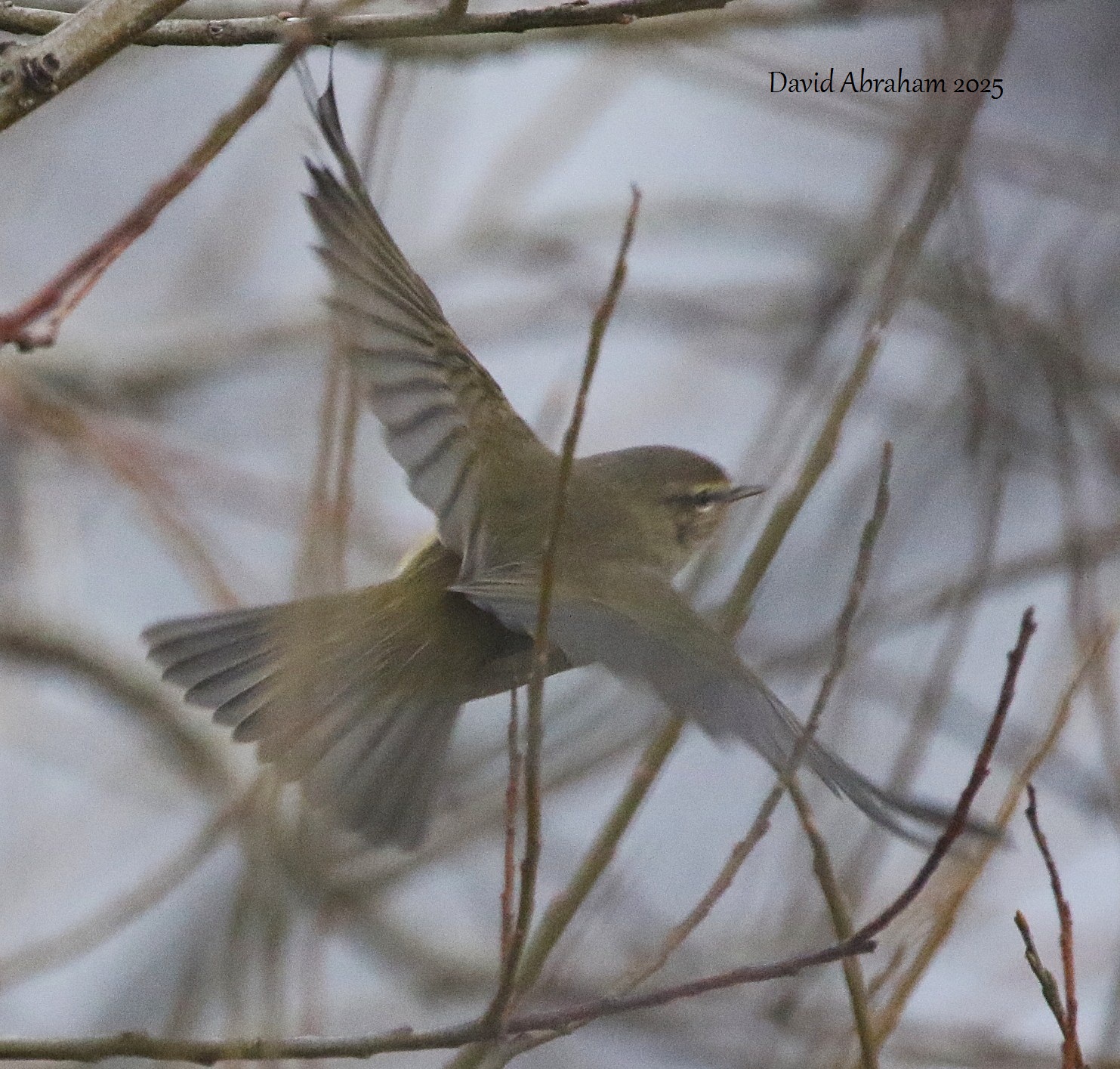 Chiffchaff 