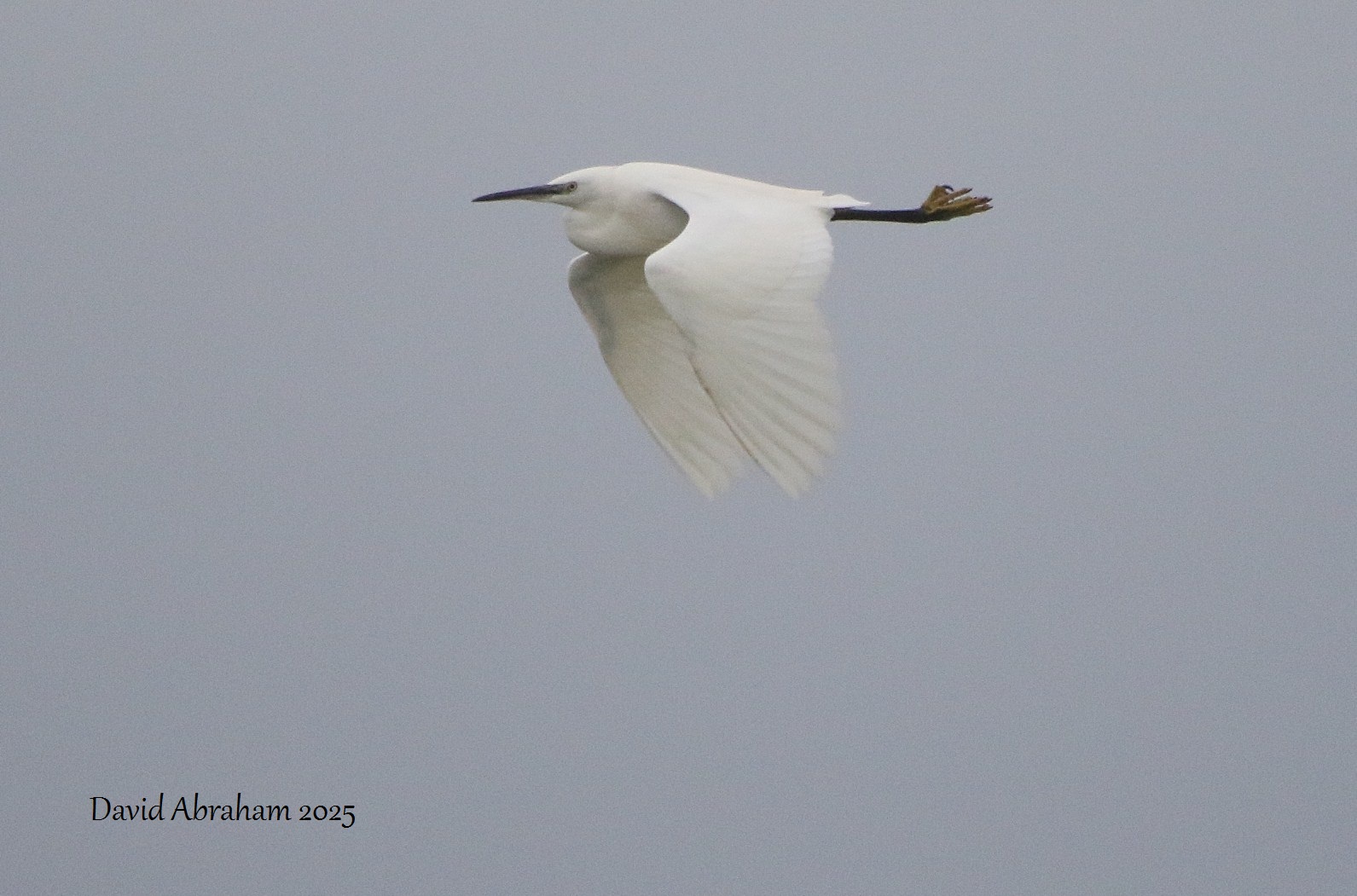 Little Egret 