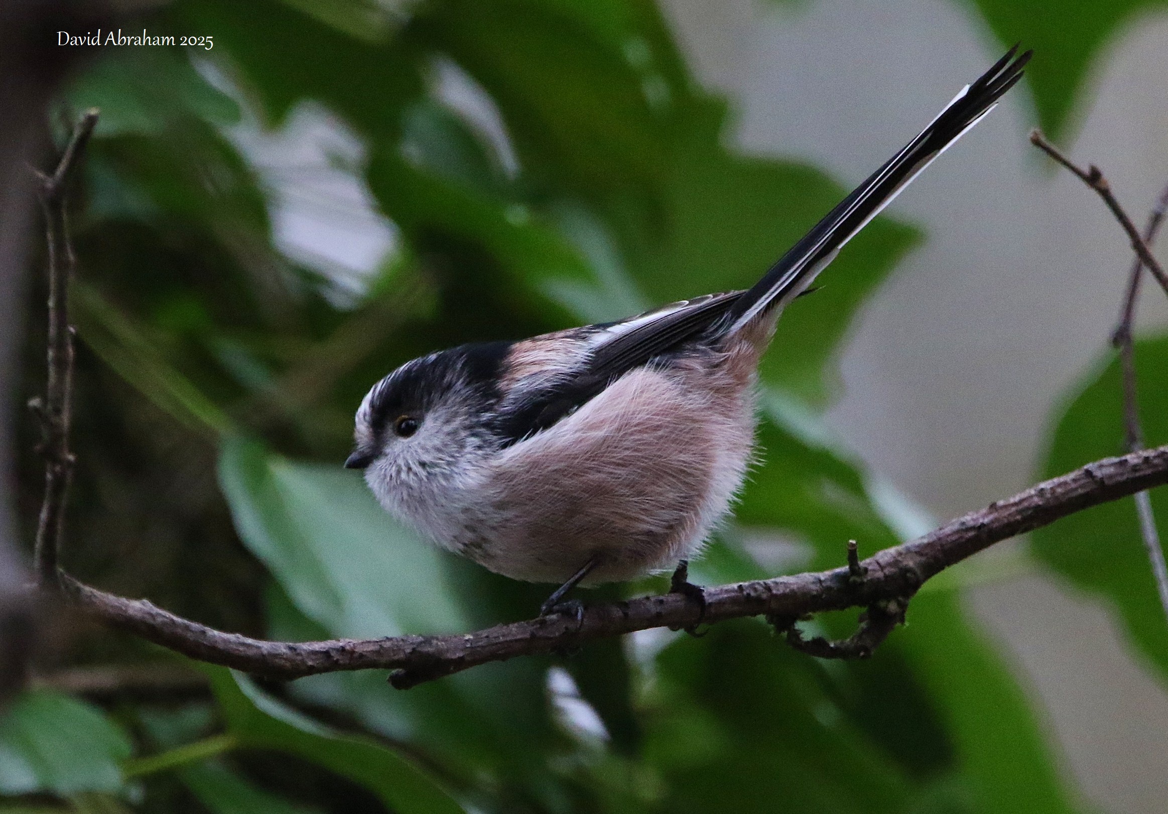Long-tailed Tit 