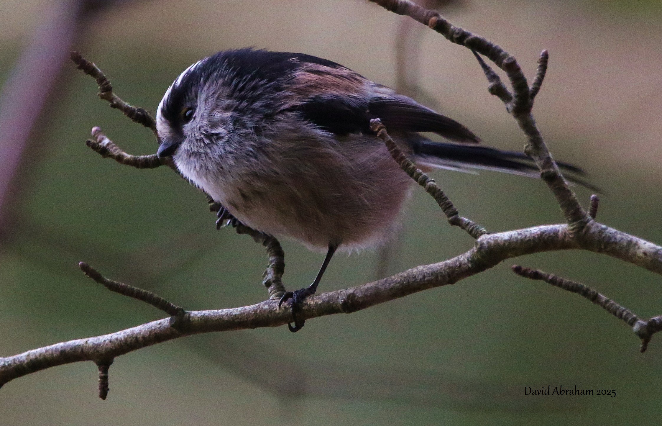 Long-tailed Tit 