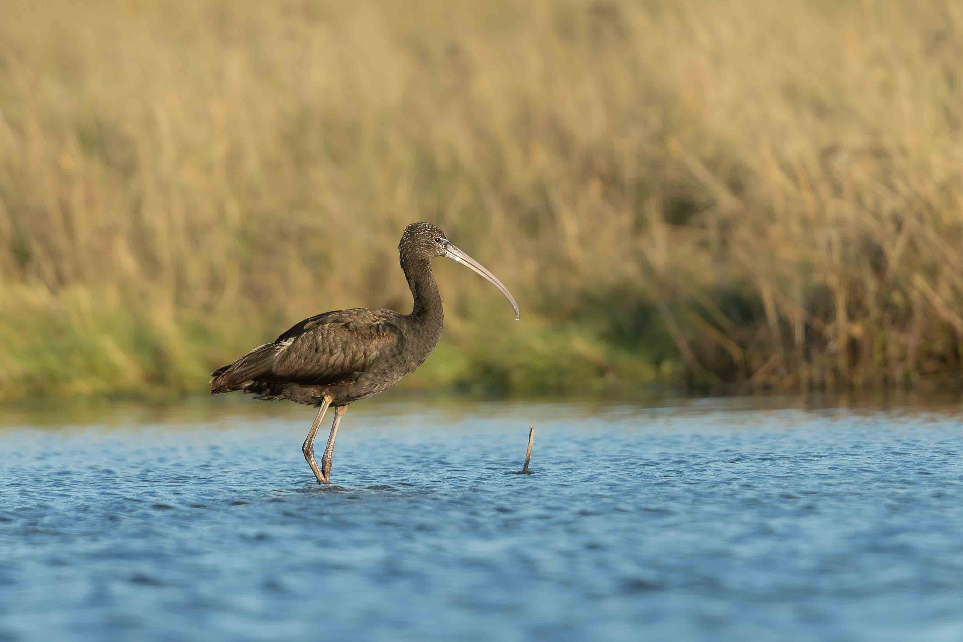 Glossy Ibis