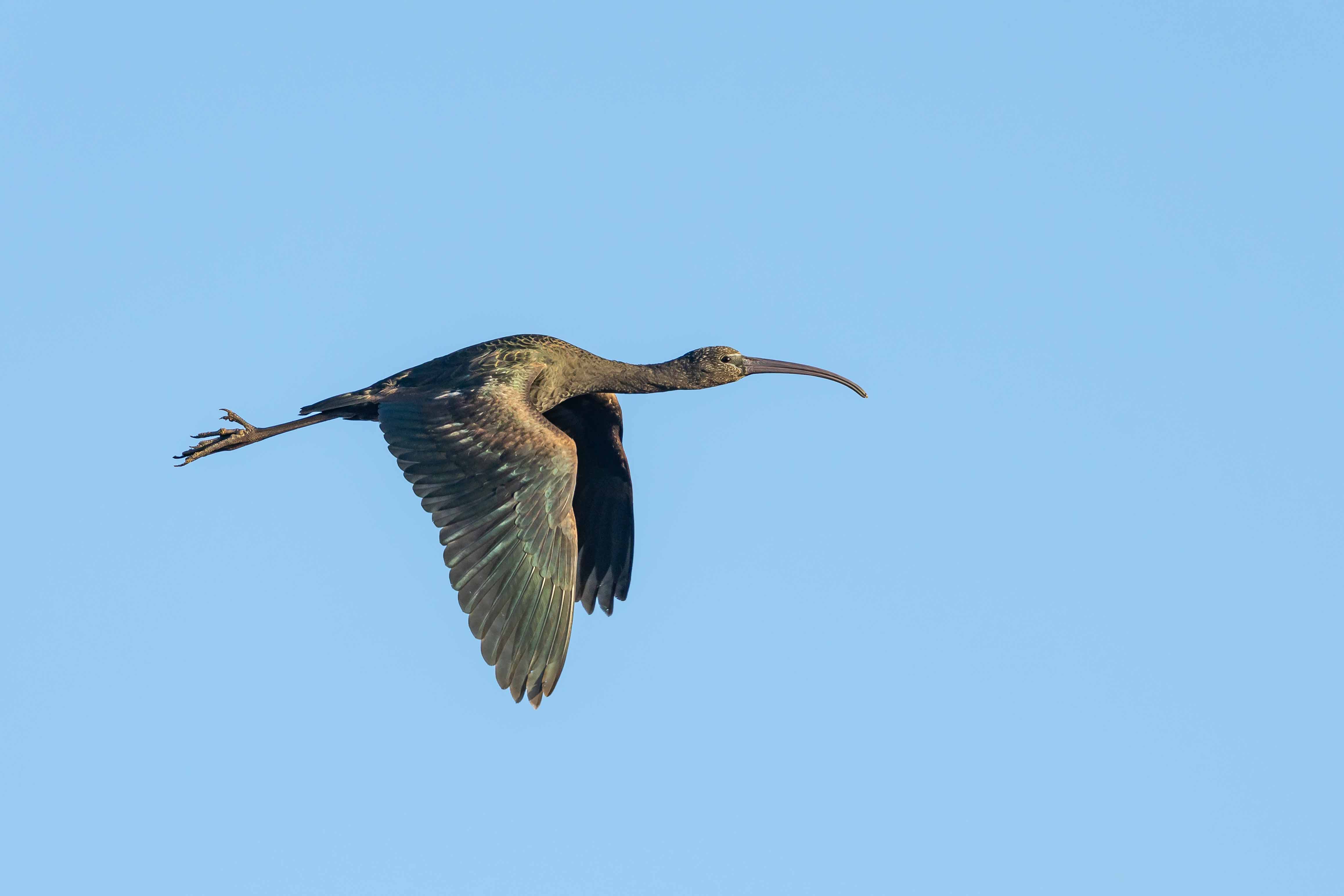 Glossy Ibis