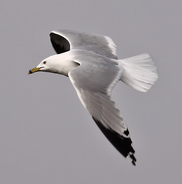 Ring-billed Gull