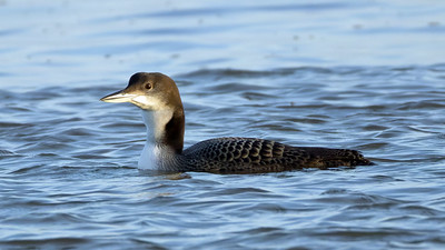 Great Northern Diver