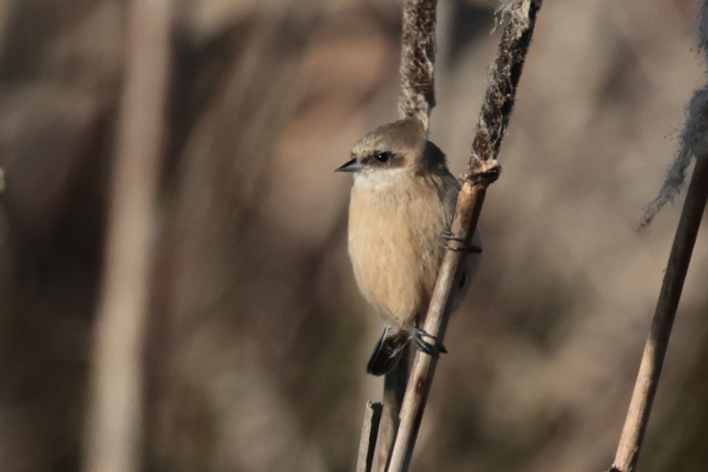 Penduline Tit