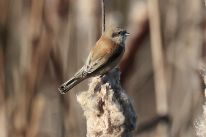 Penduline Tit