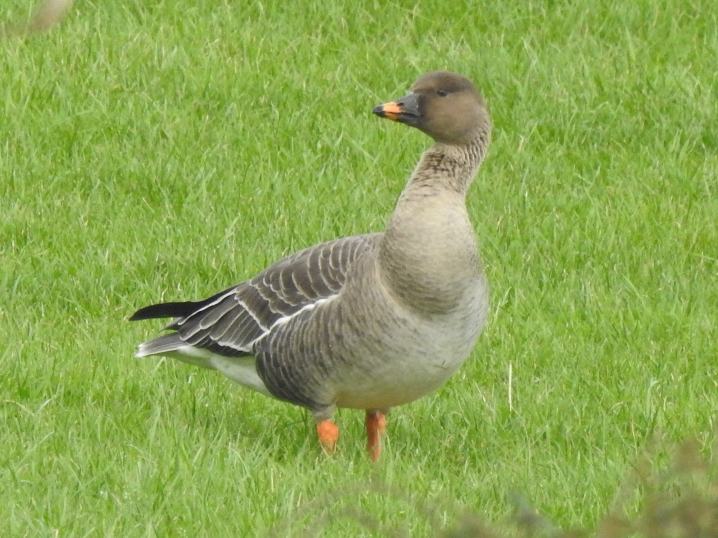 Tundra Bean Goose
