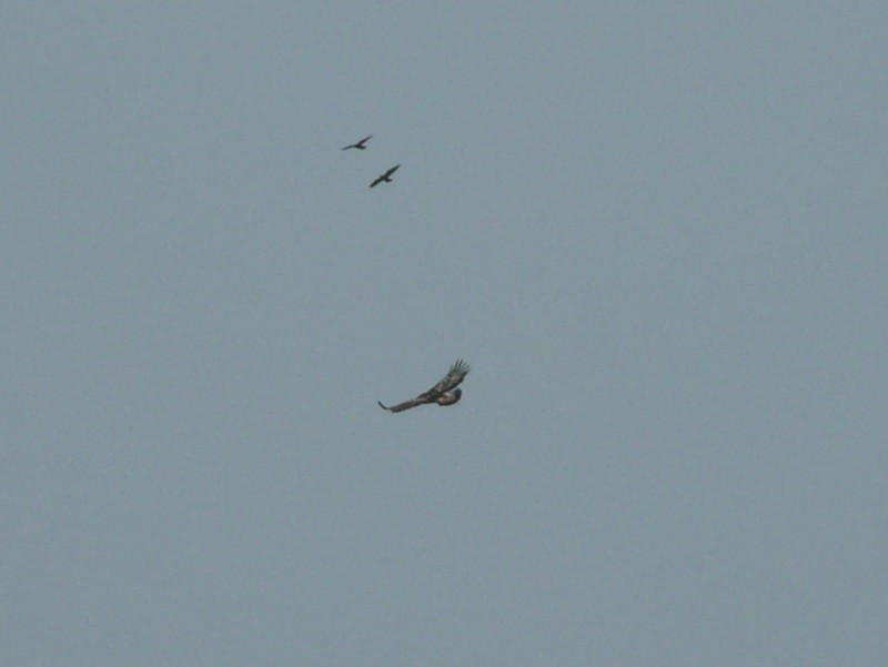 Golden Eagle