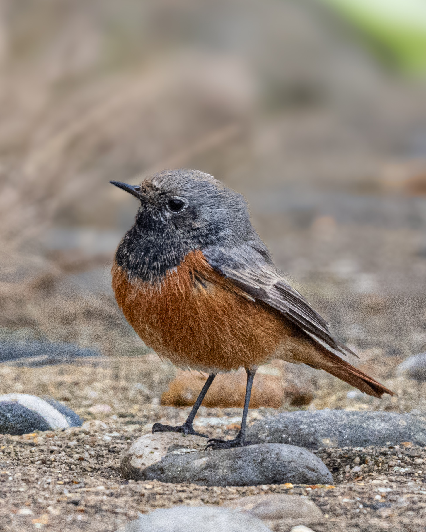 Eastern Black Redstart