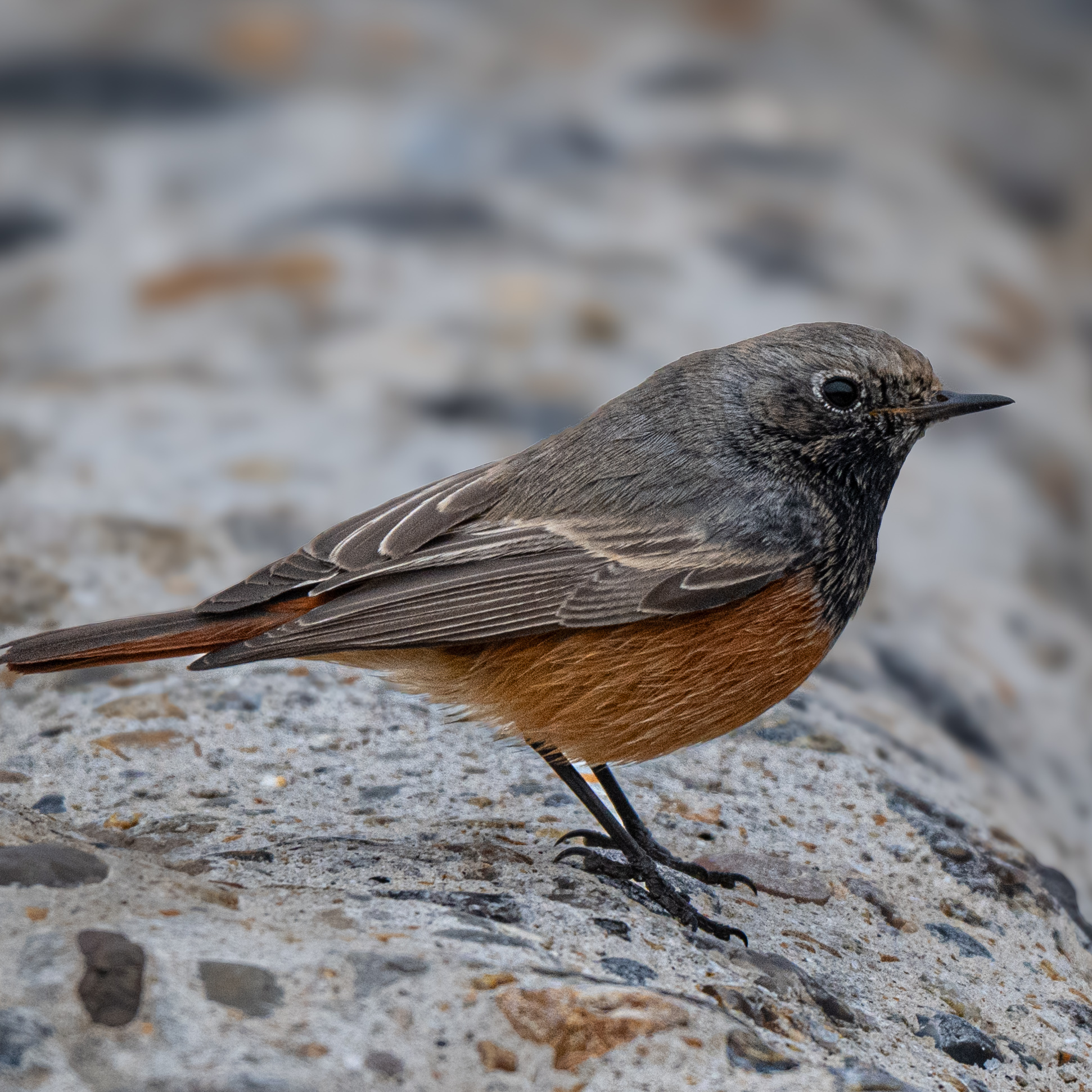 Eastern Black Redstart