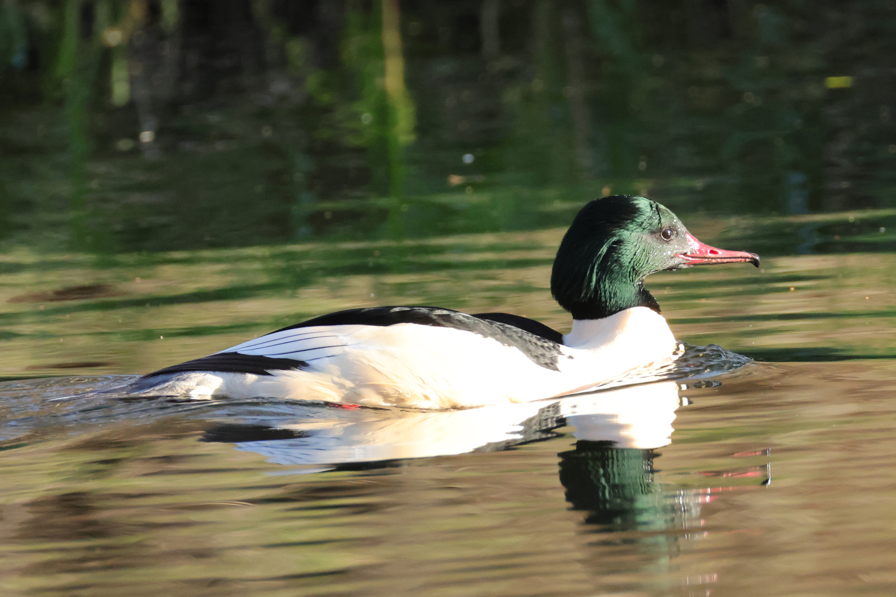 Goosander