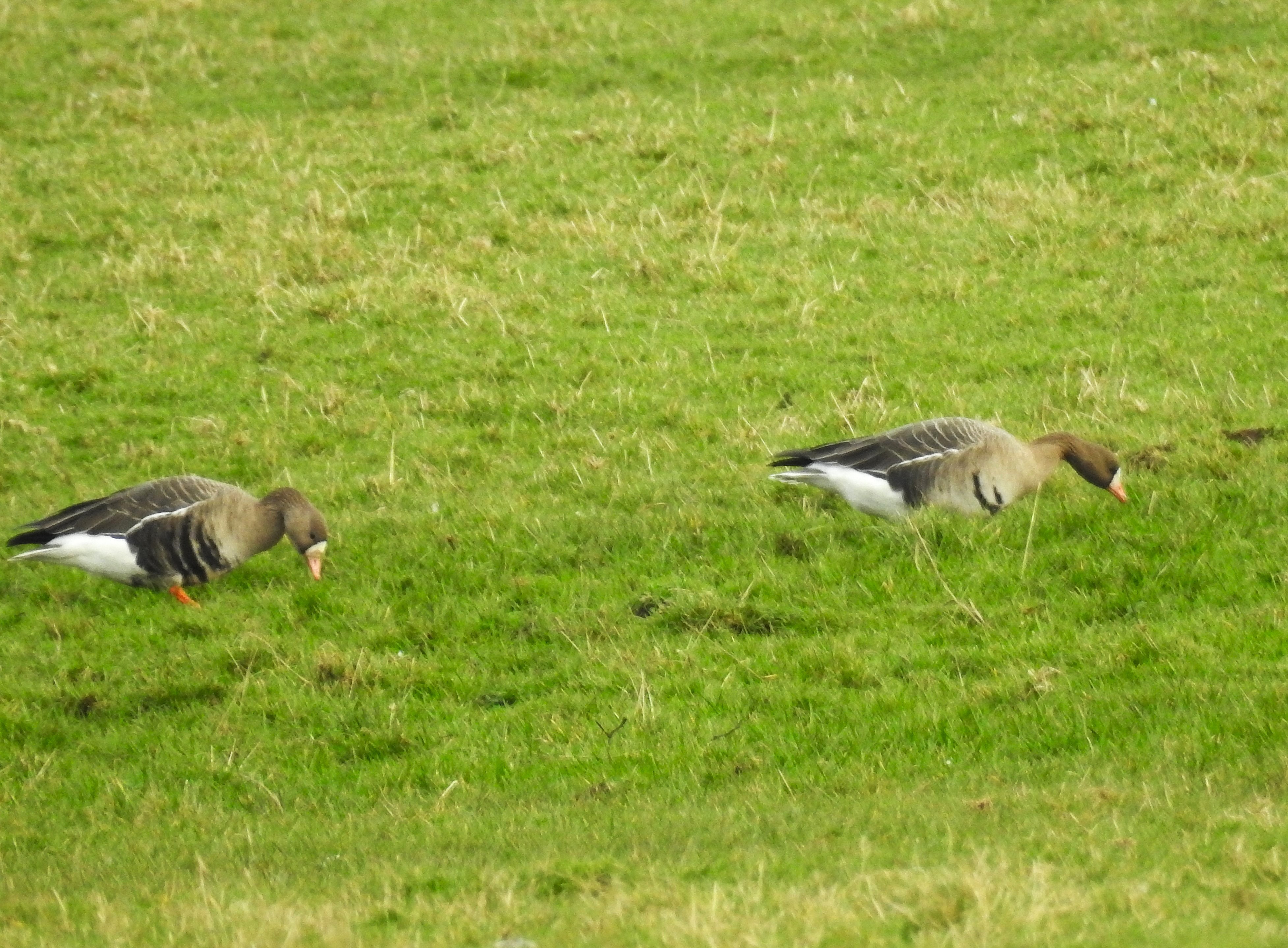 Russian White-fronted Goose