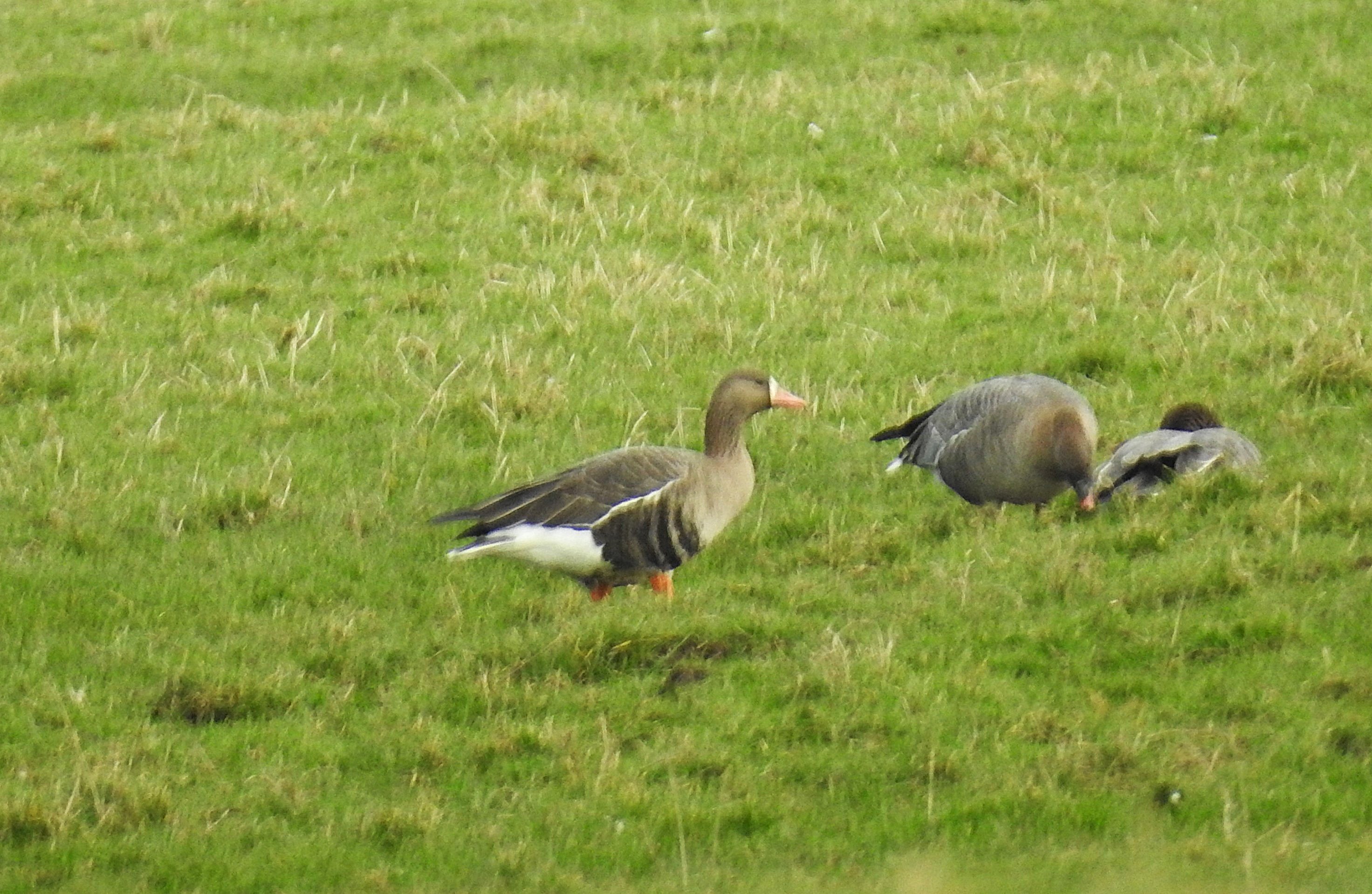 Russian White-fronted Goose
