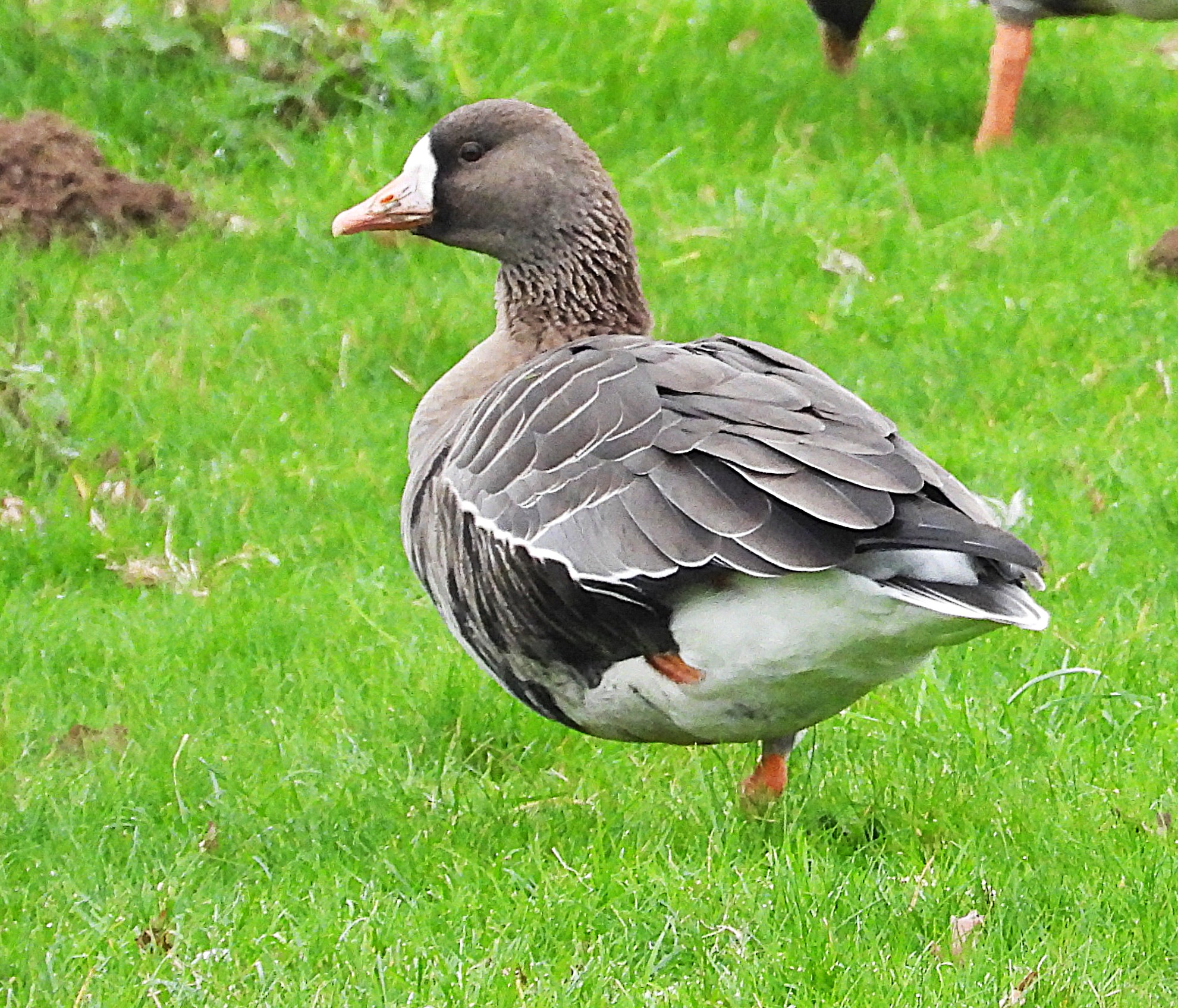 Russian White-fronted Goose