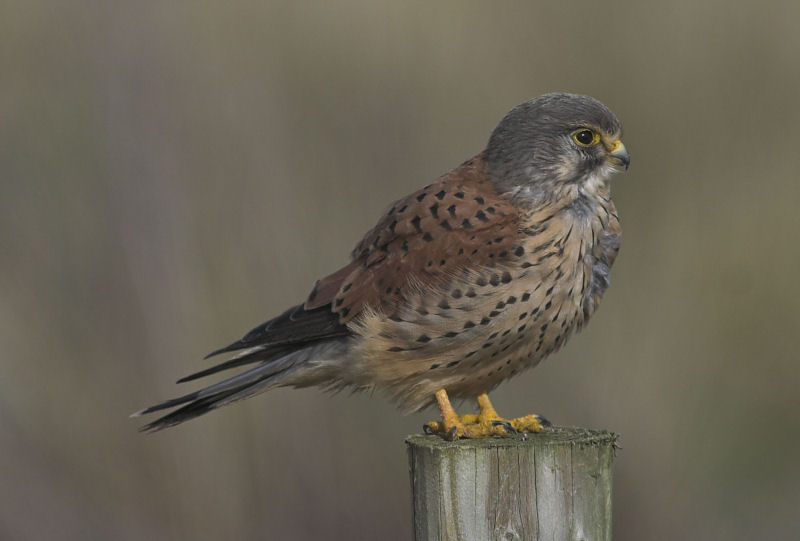 Kestrel