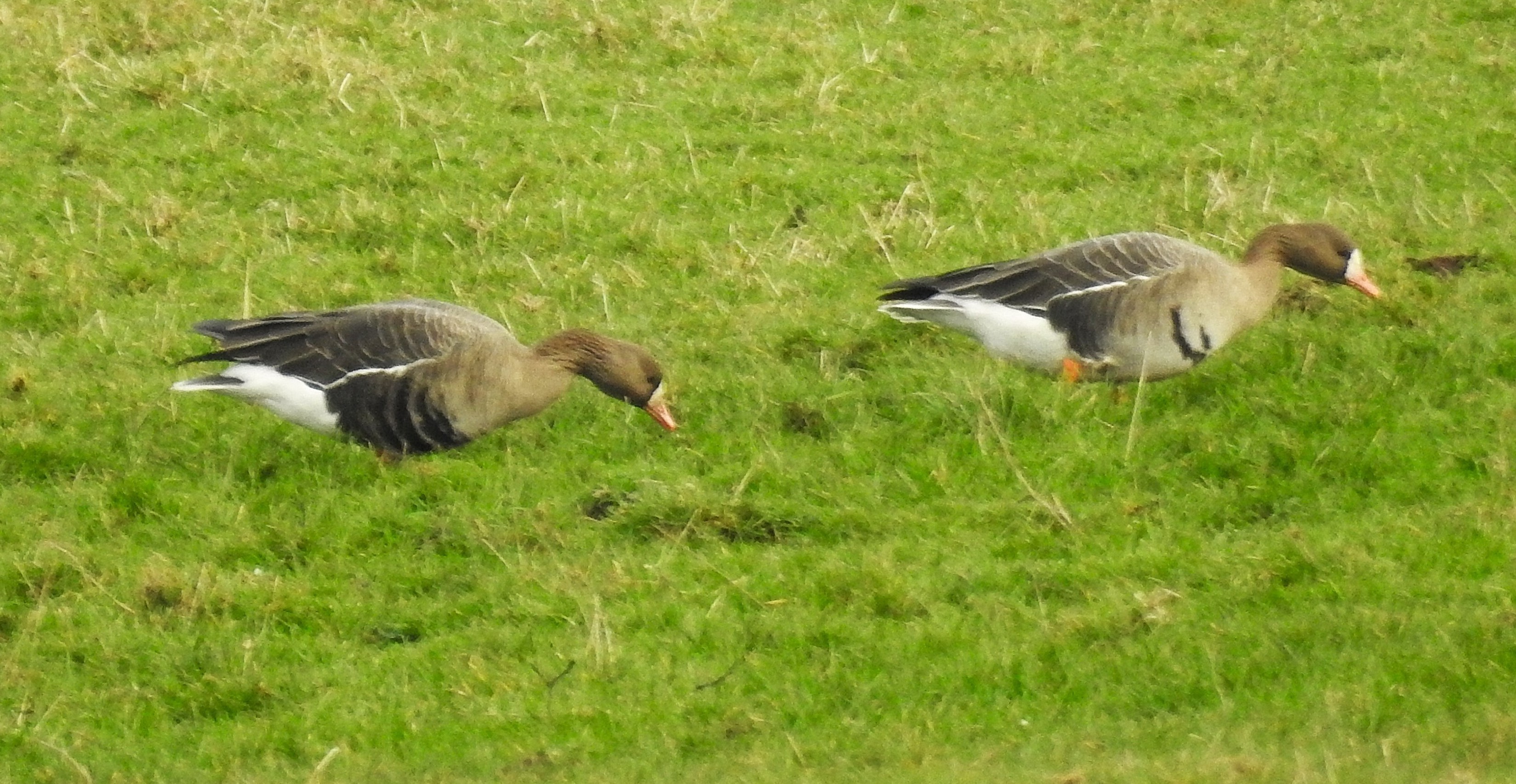 Russian White-fronted Goose
