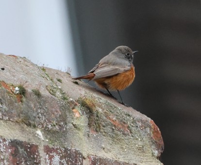 Eastern Black Redstart