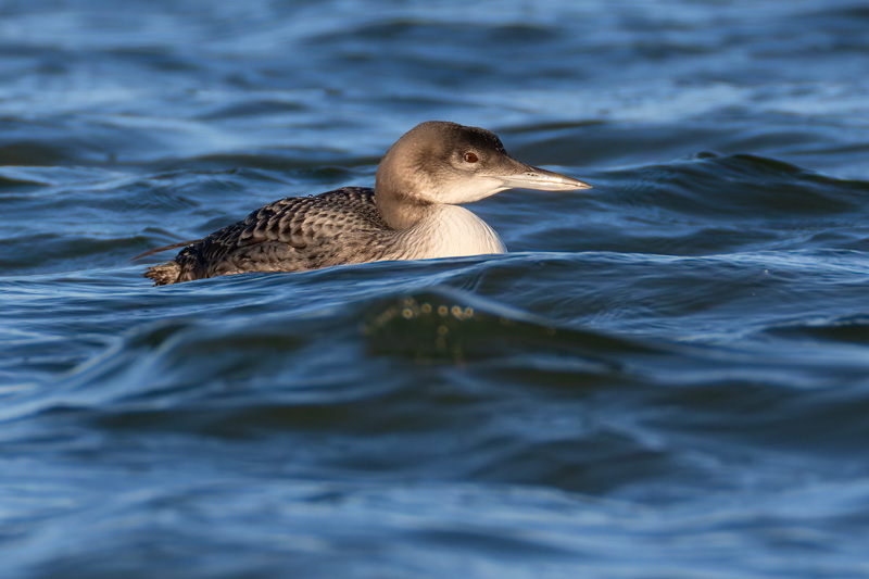 Great Northern Diver
