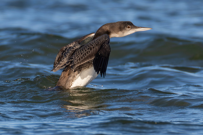 Great Northern Diver