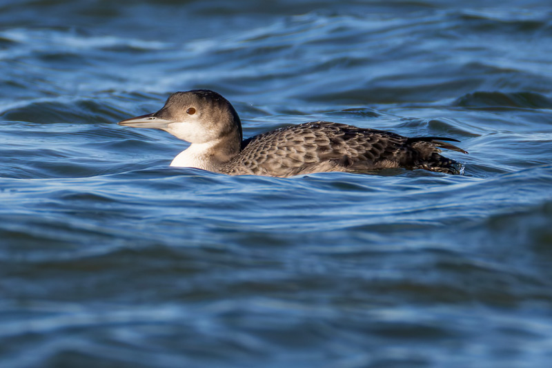 Great Northern Diver