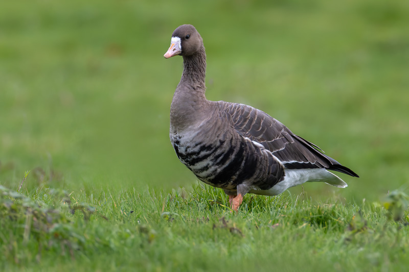 Russian White-fronted Goose