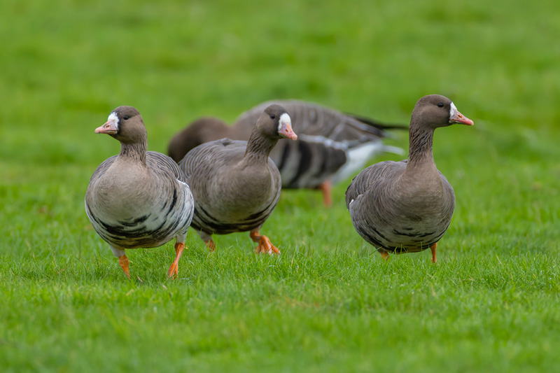 Russian White-fronted Goose