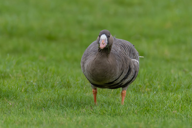 Russian White-fronted Goose