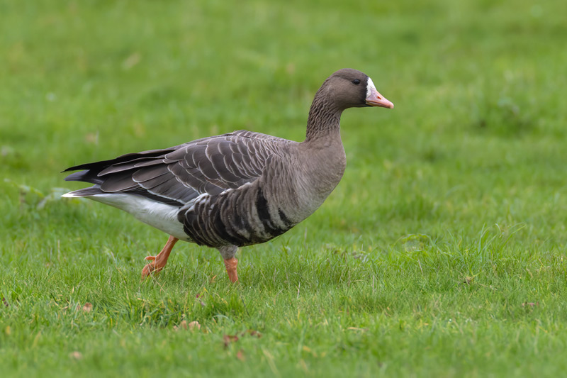 Russian White-fronted Goose