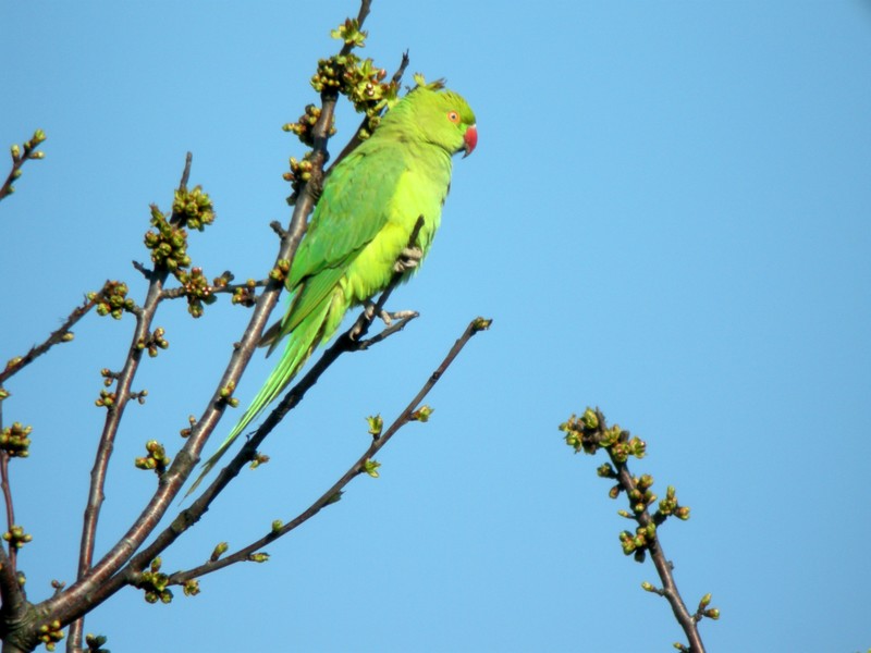 Ring-necked Parakeet