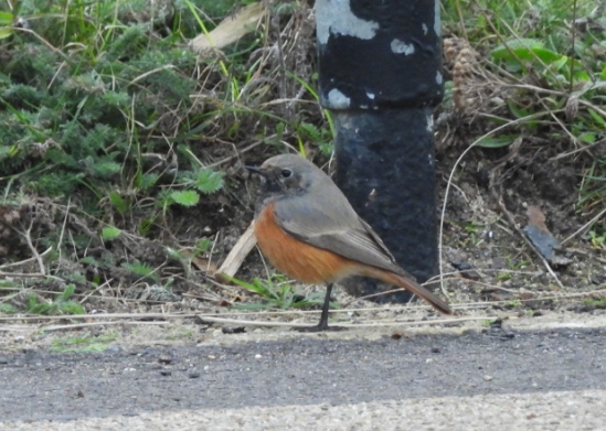 Eastern Black Redstart