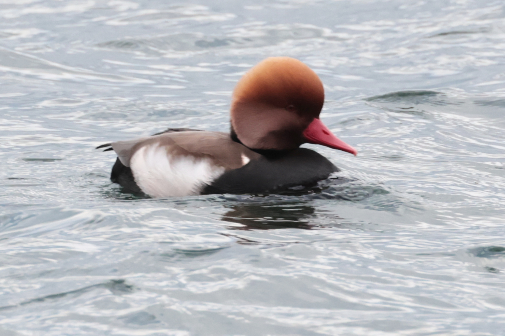 Red-crested Pochard