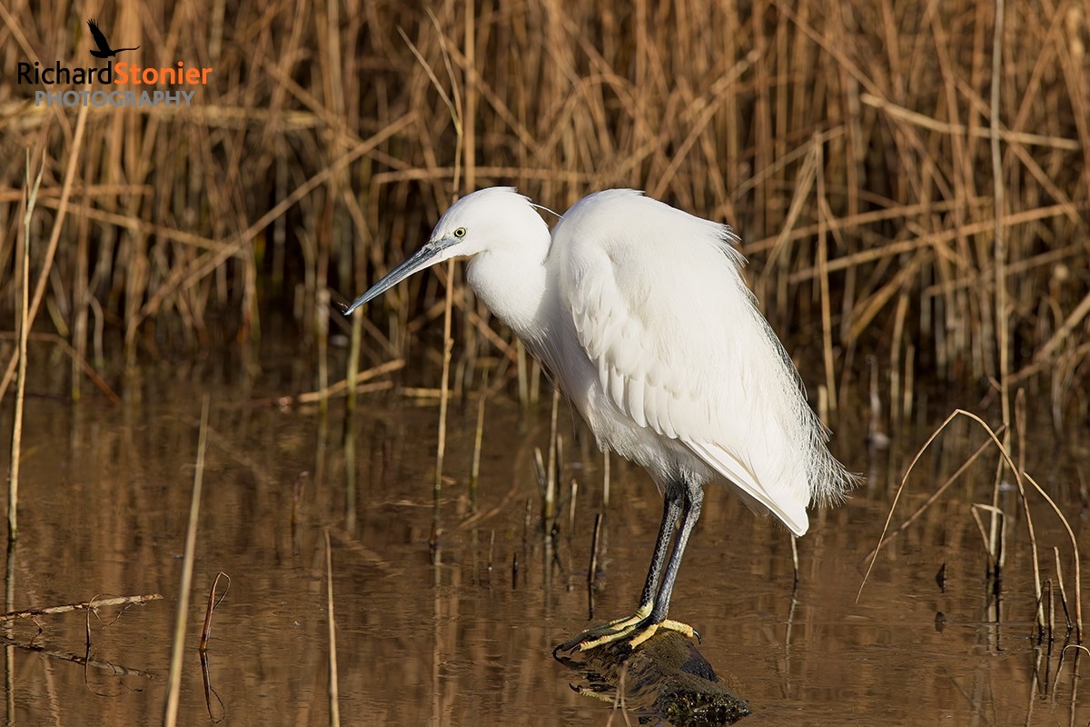 Little Egret