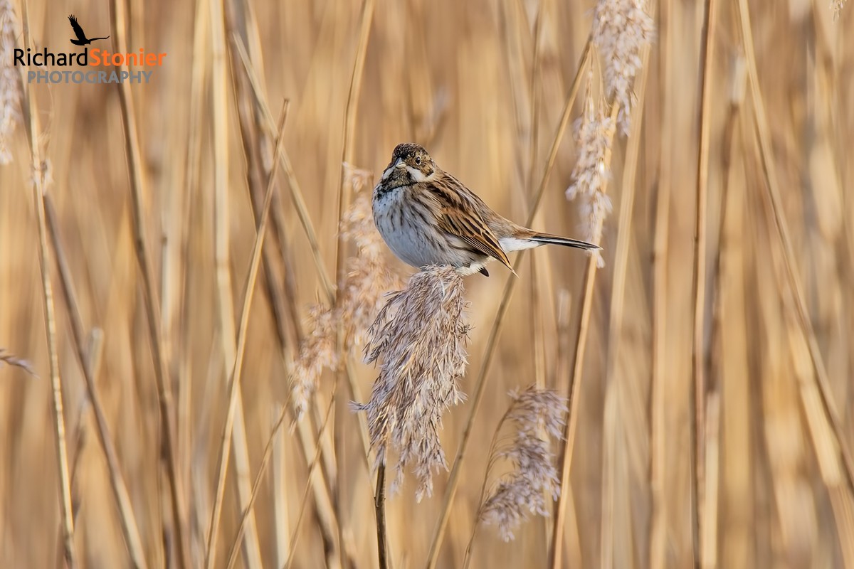 Reed Bunting