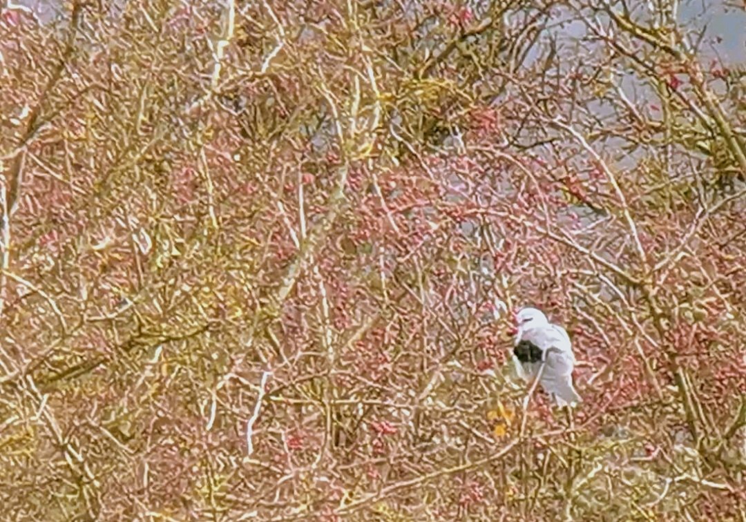 Black-winged Kite