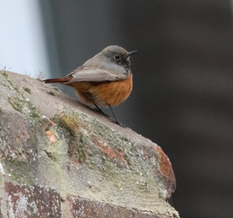 Eastern Black Redstart
