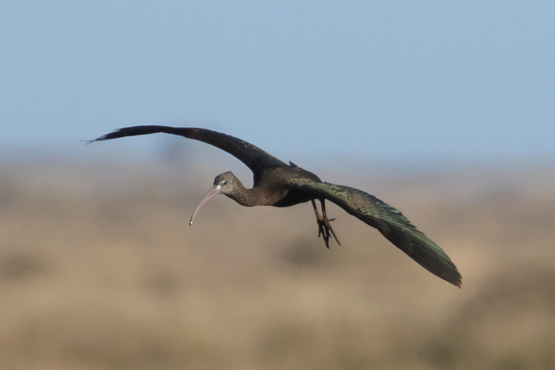 Glossy Ibis