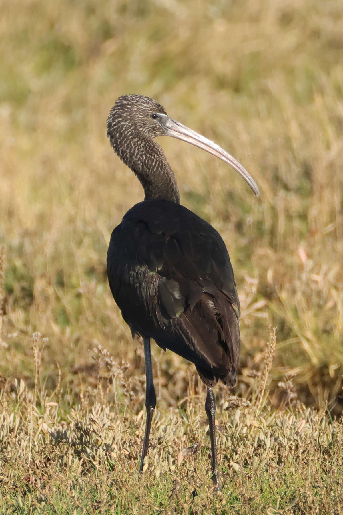 Glossy Ibis