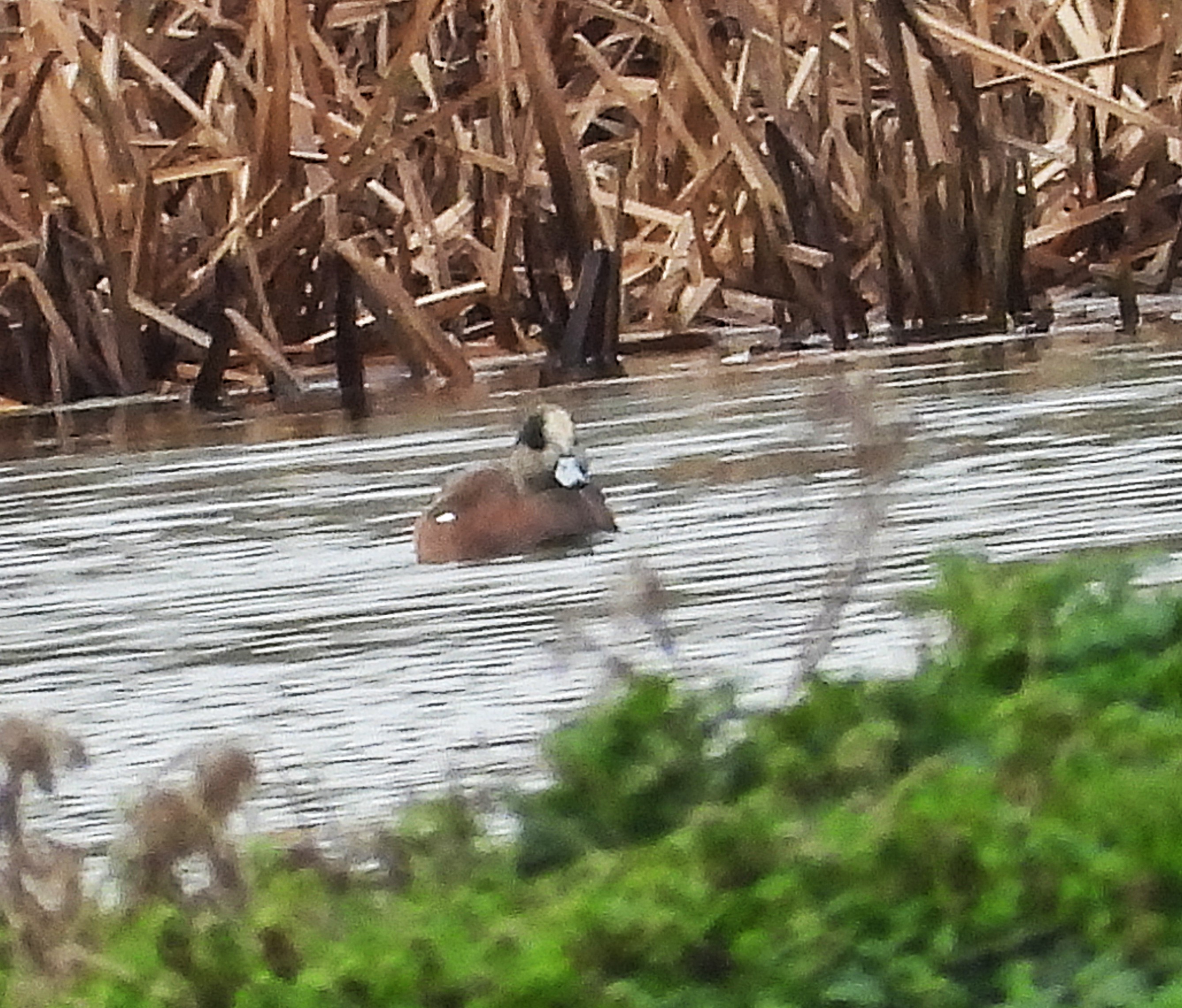 American Wigeon