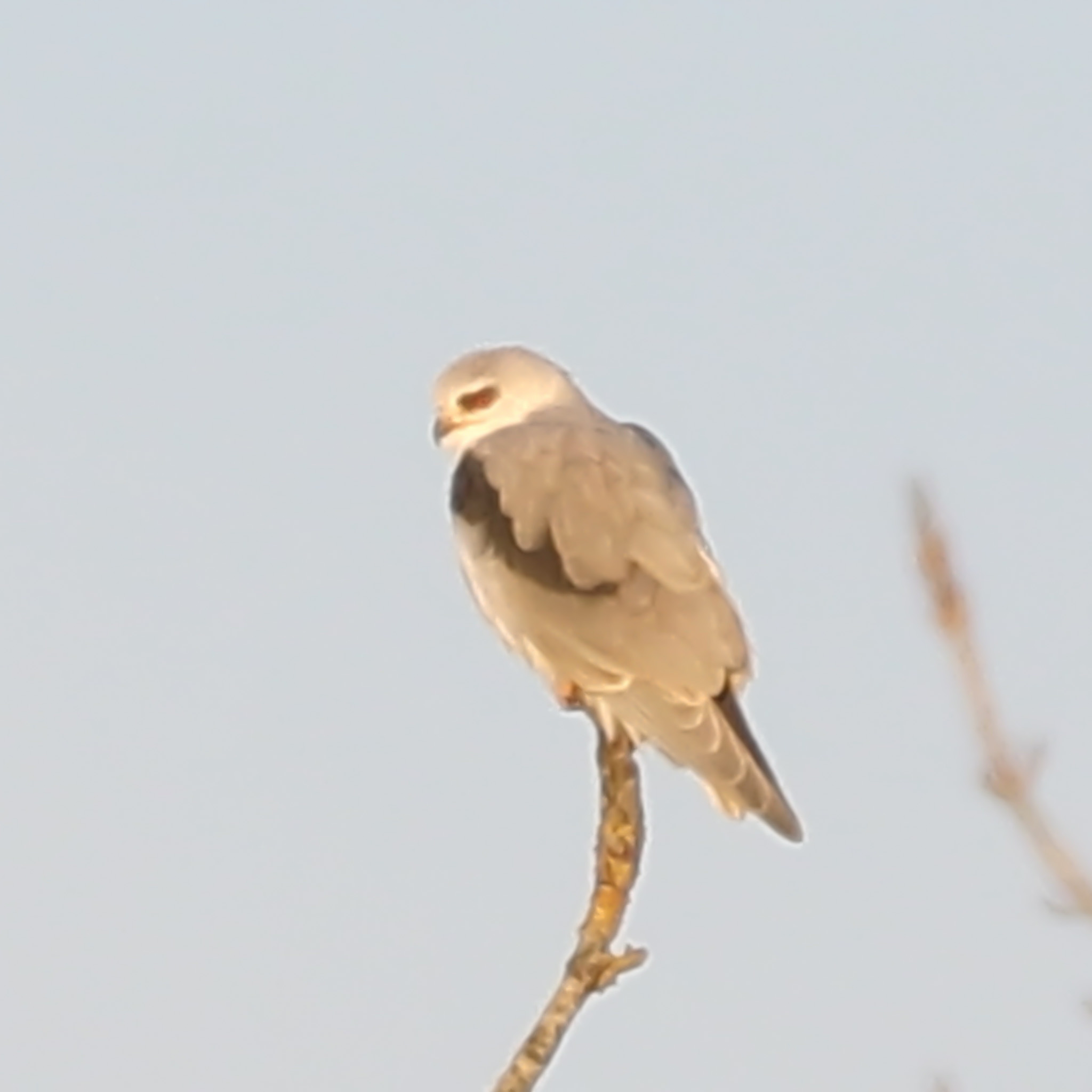 Black-winged Kite