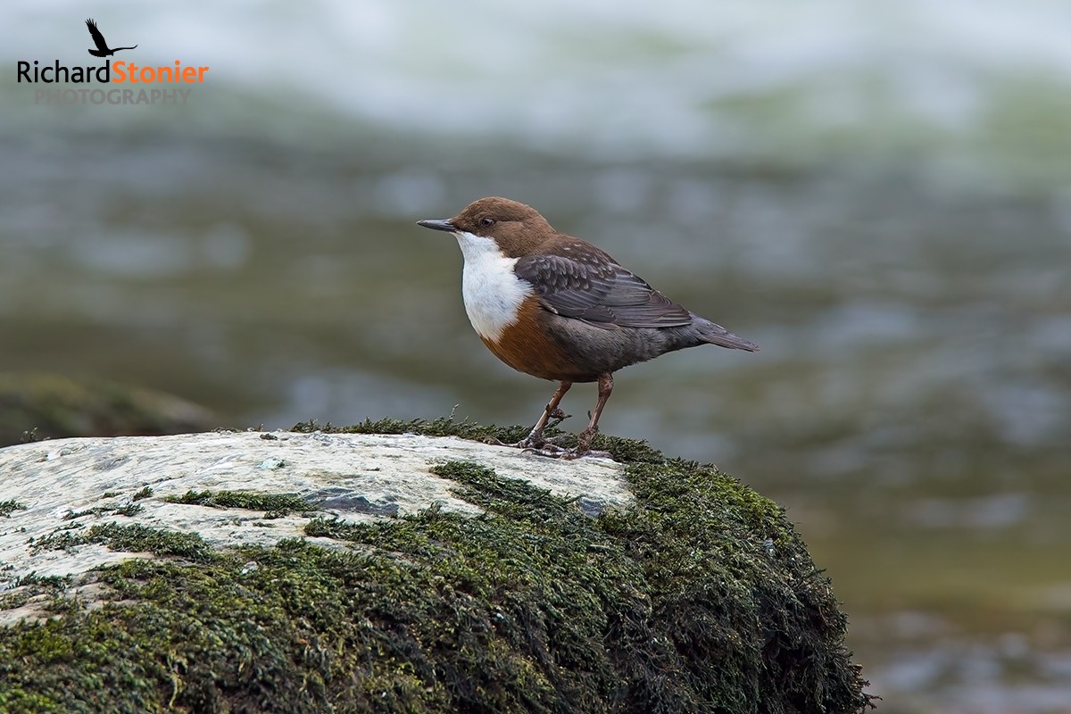 Dipper
