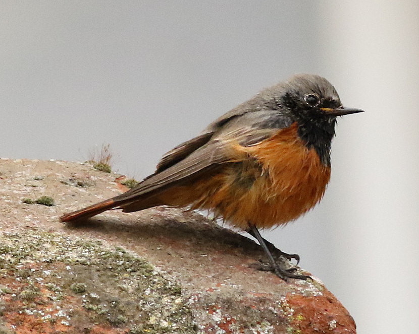 Eastern Black Redstart