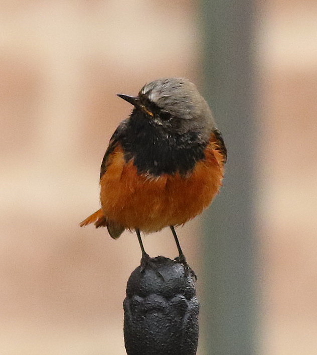 Eastern Black Redstart