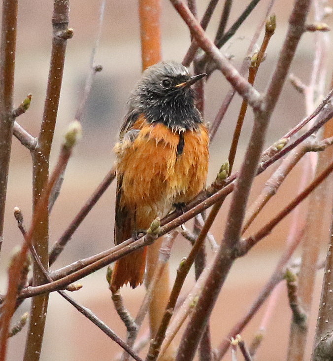 Eastern Black Redstart